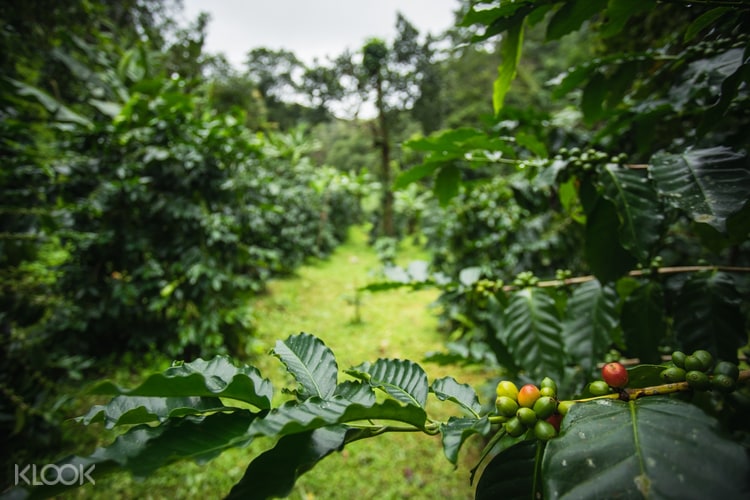 Coffee Plantation Visit With Coffee Roasting In Nan Thailand Klook Malaysia