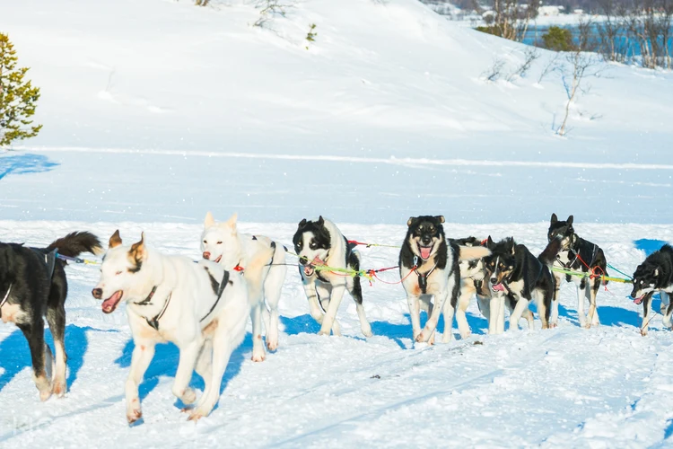 Book Husky Dog Sledding Tour Tromso Norway
