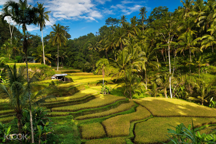 Ubud Cultural Tour Mas Village Tegalalang In Bali Indonesia