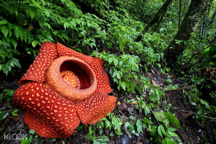 Rafflesia And Mossy Forest Tour In Cameron Highlands Malaysia Klook Australia