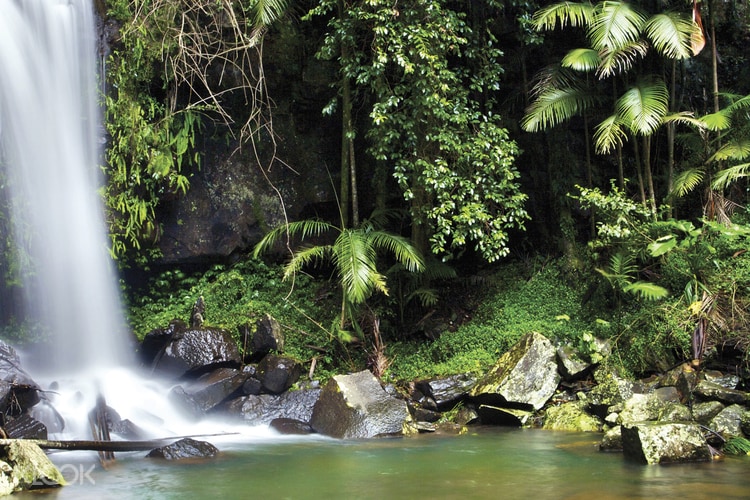 O Reilly S Green Mountains Day Tour From Gold Coast