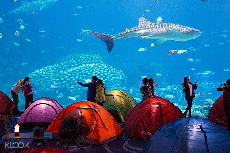 Chimelong Ocean Kingdom Ocean Sleepover Package Klook Uk