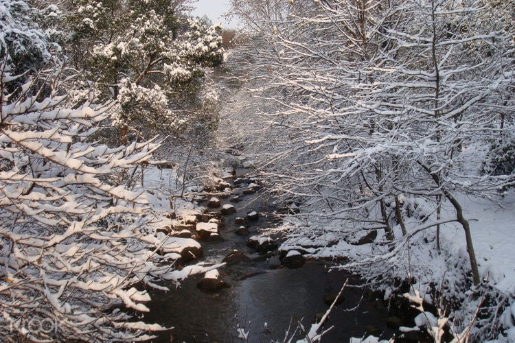 Daqishan National Forest Park Ticket In Tonglu Klook Us