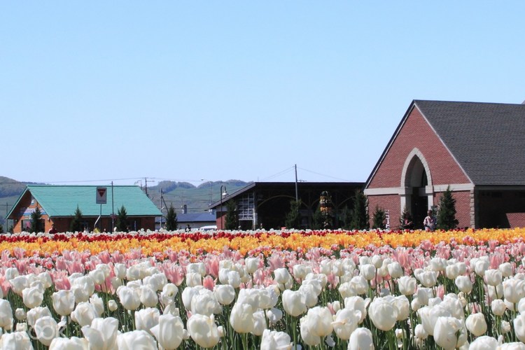 Hokkaido Takinoue Park Kamiyubetsu Tulip Park Tour With Transfers Japan Klook Us