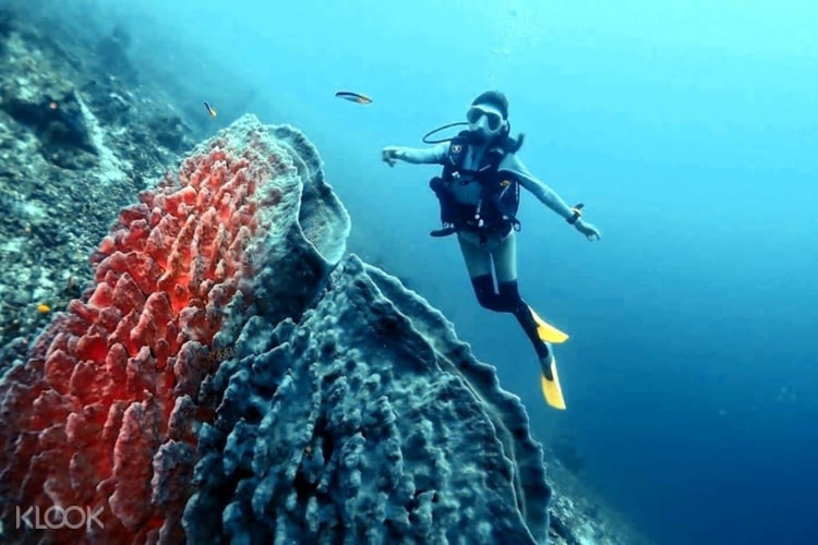 Tun Sakaran Marine Park Leisure Diving Experience In Semporna Klook Uk