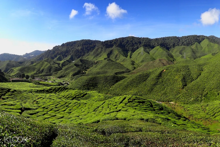 Cameron Highlands Tour In Malaysia Klook Singapore