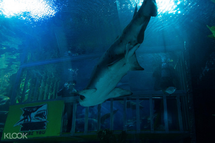 Cage Rage Experience By Aquaria Klcc In Kuala Lumpur Malaysia Klook Malaysia The tropical rainforest of malaysia is featured here where you will be able to see the jungle animals and the typical sound that you will hear if you go to the jungle of. cage rage experience by aquaria klcc in