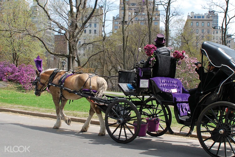 horse and buggy ride central park