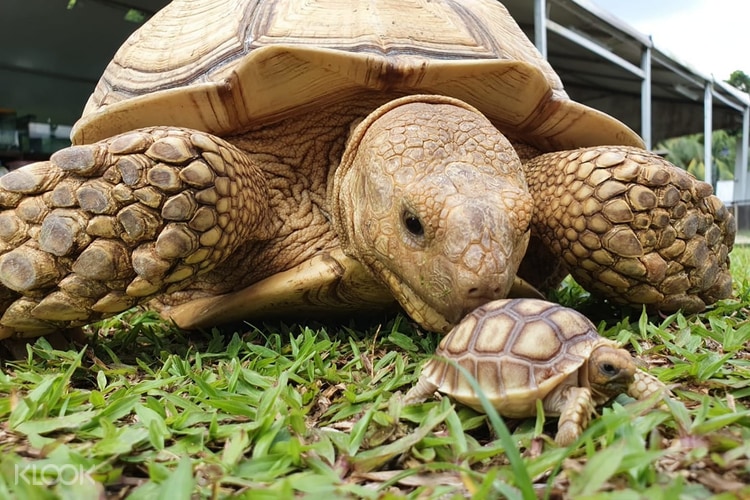 The Live Turtle and Tortoise Museum Admission
