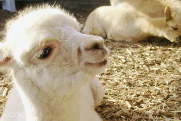 Nasu Alpaca Farm Day Trip Dari Tokyo Jepang Klook