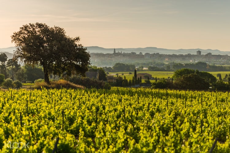 Familia Torres Winery Admission With Wine Tasting Near Barcelona Klook Us