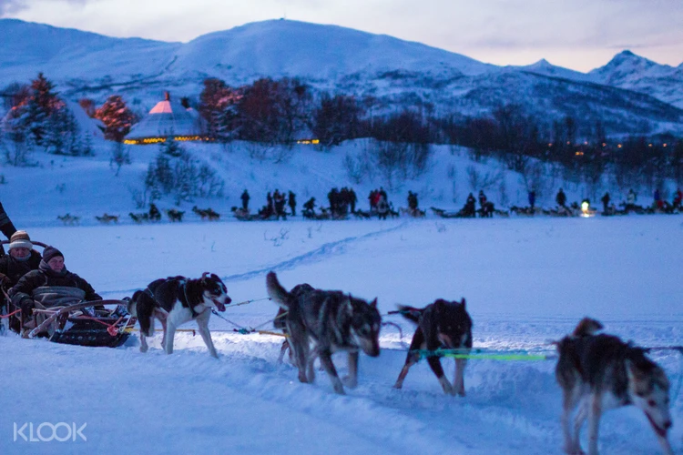 Husky Sled Ride Evening Klook Singapore