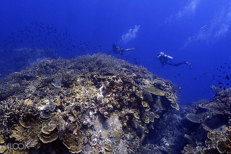 Tioman Island Leisure Diving Packages With Standard A C Room Klook Australia