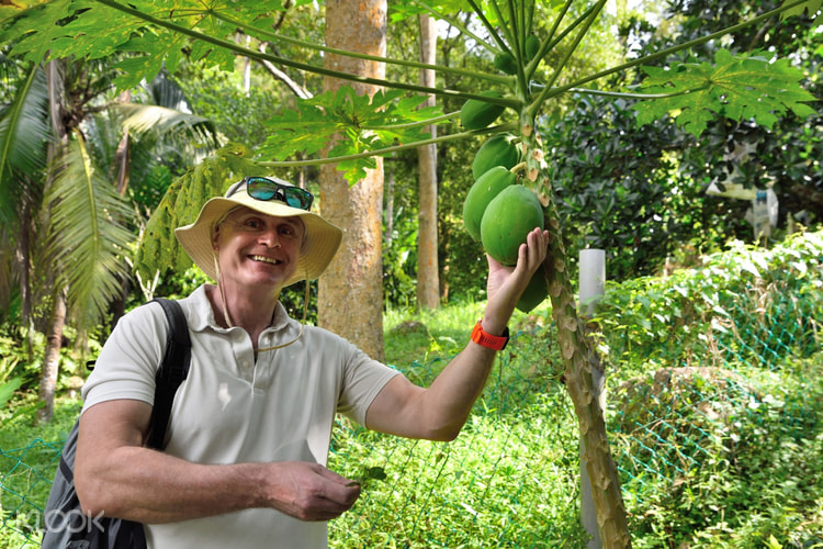 Orchard Farm Fruit Tasting Tour In Penang Klook Malaysia