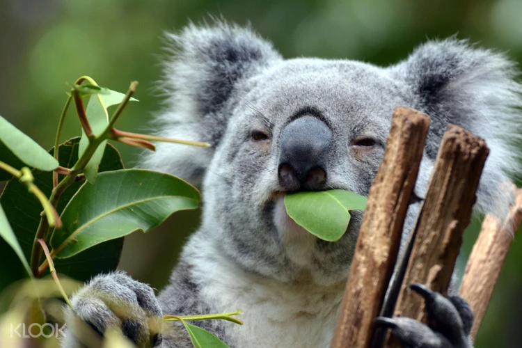 Kuranda Koala Gardens General Admission Ticket In Cairns