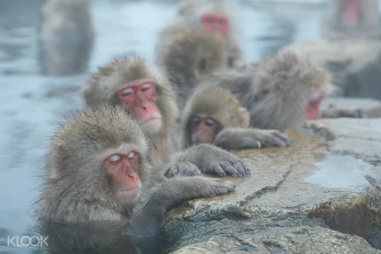 2d1n Jigokudani Monkey Park And Shirakawa Go Tour In Nagano Klook