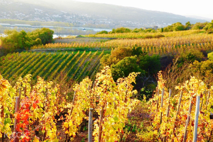 Ampuis Syrah And Viognier Half Day Wine Tour From Lyon France