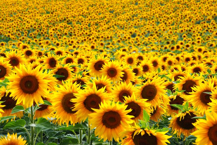 Sunflower garden hot sale