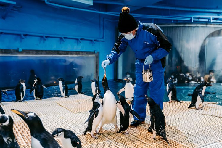 国立海洋生物博物館のペンギン飼育体験2023 | Klook