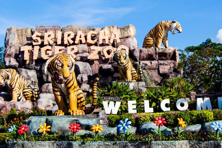 Sriracha Tiger Zoo Entry Ticket in Pattaya, Thailand - Klook India