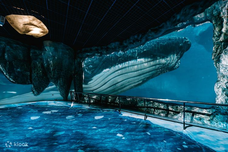 The National Aquarium Admission in Abu Dhabi - Klook Canada