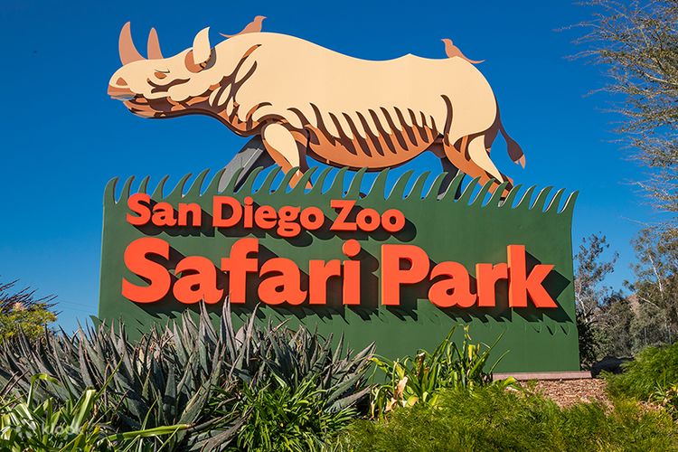 Lion  San Diego Zoo Animals & Plants