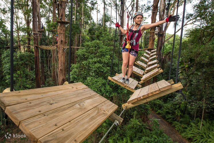 Indskrive en million medaljevinder TreeTop Challenge at Adventure Park - Klook New Zealand