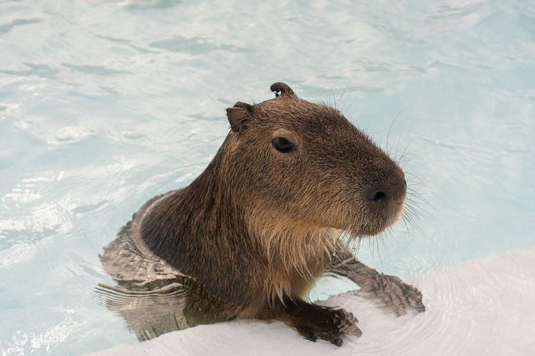 Pingtung Kenting Deer Island Capybara Ecological Park Ticket - Klook