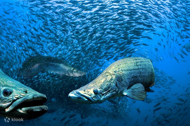 Boutique Aquarium Ticket at The TOP Penang Klook Canada