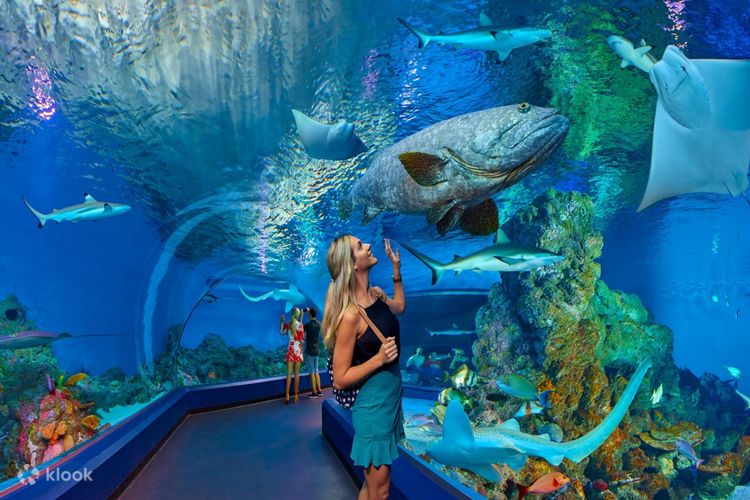 Cairns Aquarium General Admission Ticket - Klook United States