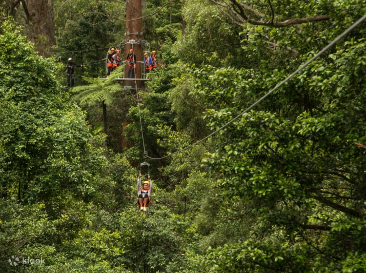 Illawarra Fly Zip Line Discount Tour - Klook Australia