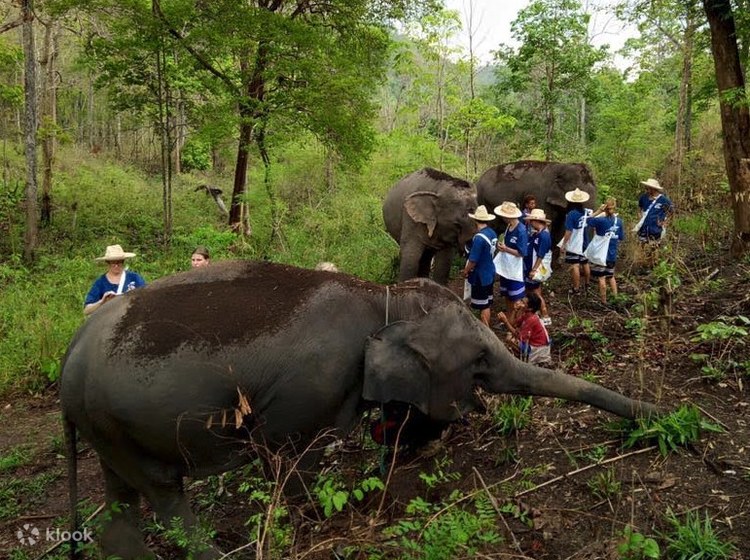 Up To Off Elephant Day Care At Chiang Mai Mountain Sanctuary Klook Philippines