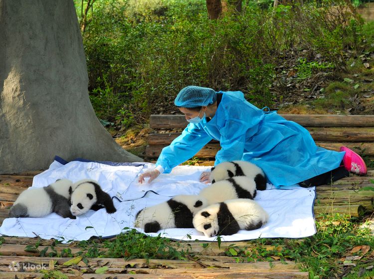 Huanglongxi & Giant Panda Research Center - Klook