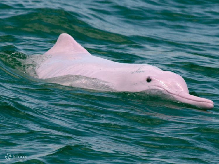 ピンクドルフィン　pink dolphine セットアップavalanche