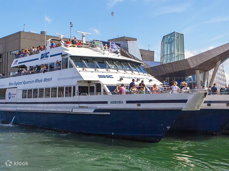 Aggregate more than 70 boston aquarium whale watch latest