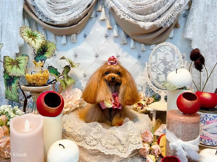 Paw salon 2025