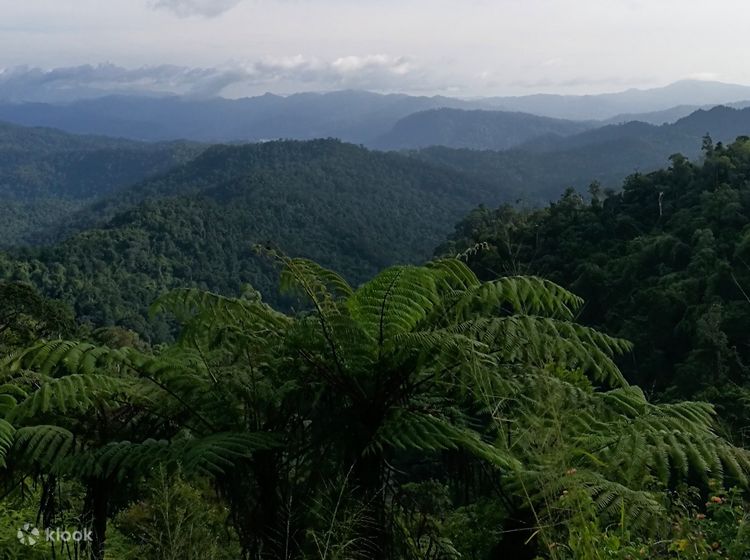 Malaysian Rainforests Overview