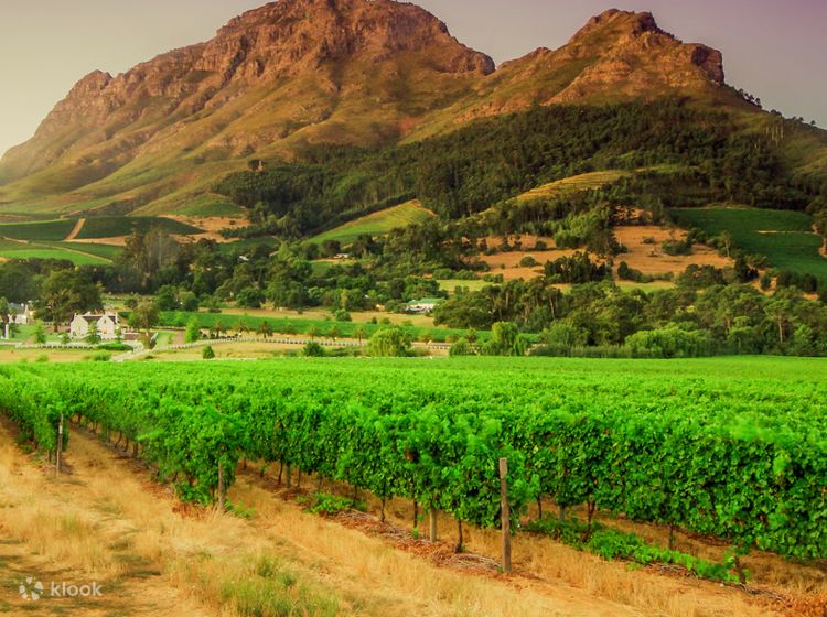 2D1N Stellenbosch Vineyards and Sea Safari Tour from Cape Town Klook