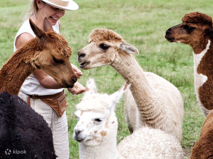 Iris Lodge Alpaca and Farm Feeding Experience - Klook United States