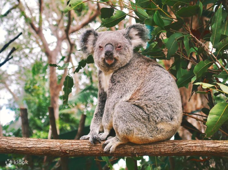 Unique wild rescue Koala 'Bear' – will now call Currumbin Wildlife  Sanctuary home! :: Currumbin Wildlife Sanctuary