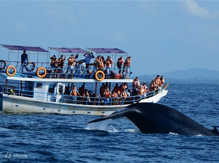 Whale and Dolphin Watching in Mirissa, Sri Lanka - Klook United States