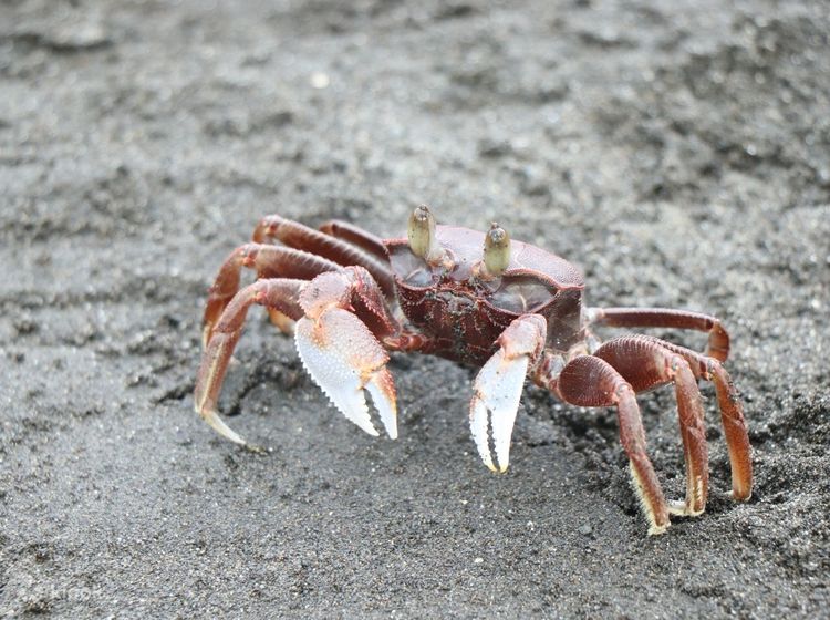Pingtung: Sand Crab Fishing in Crescent Bay - Fun of Fishing Village Girls  - Klook Canada