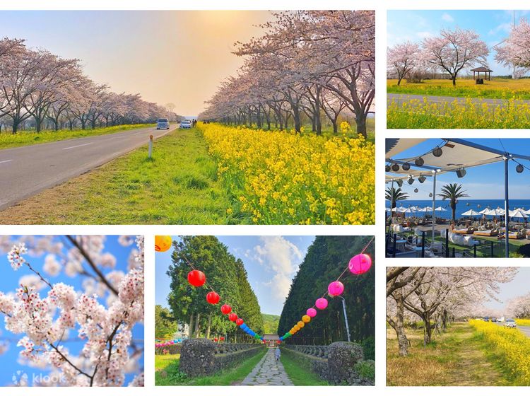 Jeju sales cherry blossom