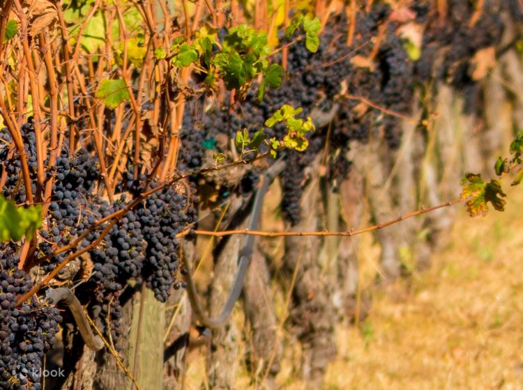 Napa Valley and Sonoma Wine Country Full Day Tour from San Francisco in USA  - Klook Canada