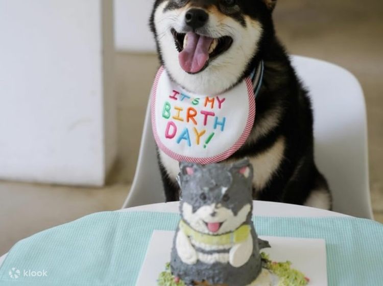 Cakes for dogs ph discount