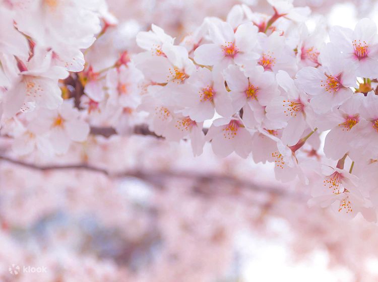 Jambu cherry blossom deals