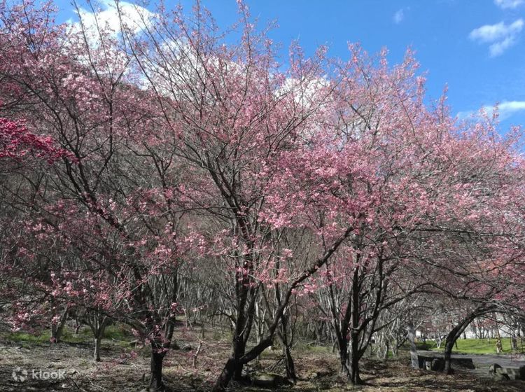 Wuling Farm Cherry Blossom Season One day Pretty in Pink event