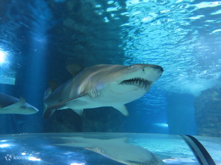 SEA LIFE Sunshine Coast Aquarium Shark Dive Xtreme Experience