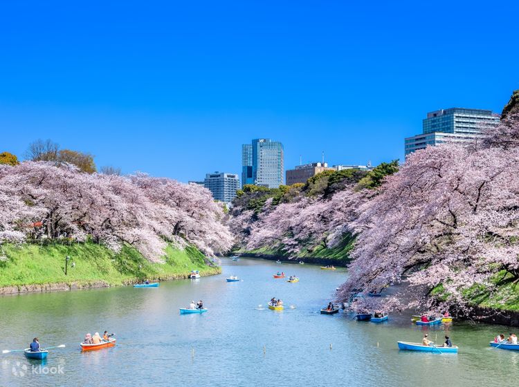 Sakura Viewing Spots - Nếu bạn yêu thích hoa anh đào Nhật Bản, hãy khám phá các địa điểm ngắm hoa sakura đẹp nhất trong bộ sưu tập của chúng tôi. Hình ảnh rực rỡ những cánh hoa anh đào dưới ánh nắng vàng như tấm áo choàng phủ lên lãnh thổ Nhật Bản.