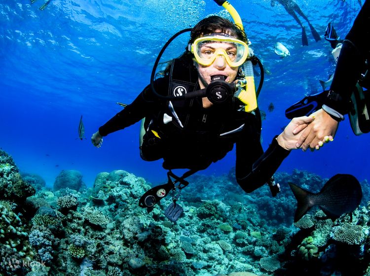 Scuba Diving in Cairns - Klook Canada